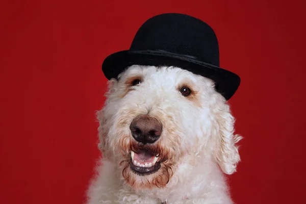 Cute Goldendoodle Dog Bowler Hat Portrait Red — Stock Photo, Image