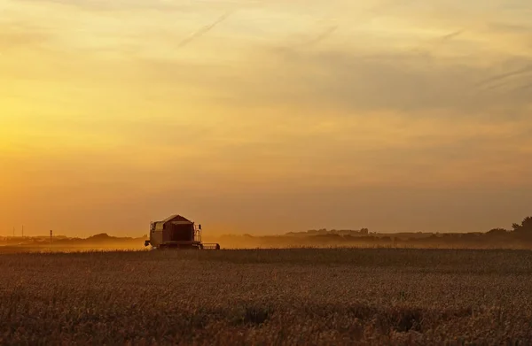 Combiner Récolte Des Céréales Coucher Soleil Belgique Europe — Photo