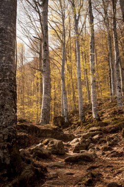 Huş ağacı orman sonbahar güneşli bir günde