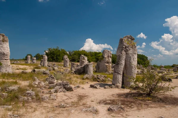 Pobiti Kamani Forêt Pierres Près Varna Bulgarie — Photo