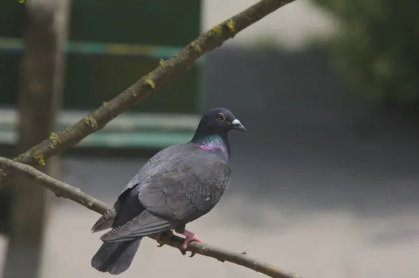 Oiseau Pigeon Sauvage Dans Les Paysages Été — Photo