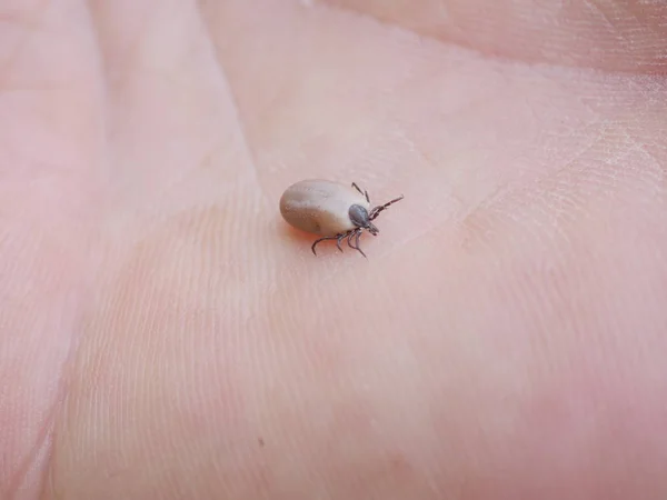 dangerous insect tick on human skin background