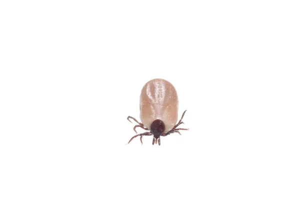 Dangerous Insect Tick White Background — Stock Photo, Image