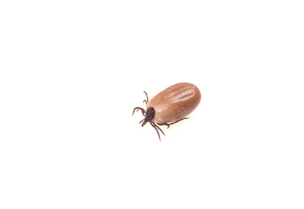 Dangerous Insect Tick White Background — Stock Photo, Image