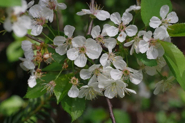 Blume Kirschbaum Cerasus Rosaceae — Stockfoto
