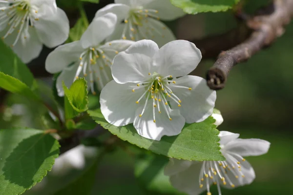 Albero Ciliegio Cerasus Rosaceae — Foto Stock