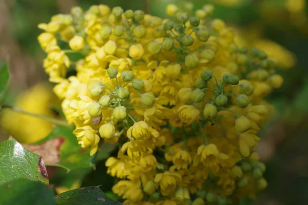 Mahonia Aquifolium Oregon Hrozny Žlutými Květy — Stock fotografie