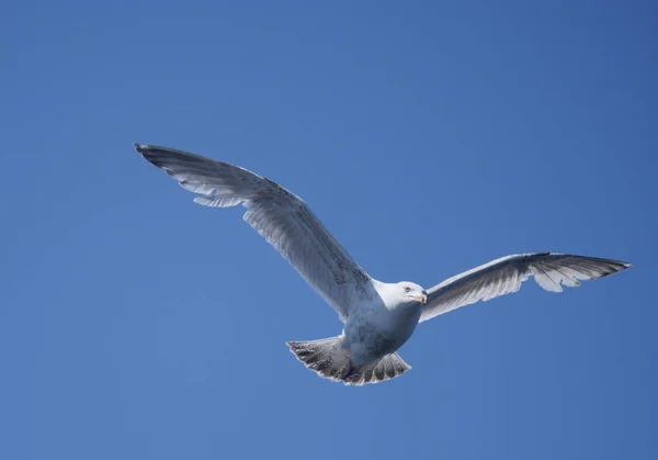 Flyger Havsfiskmåsen Bakgrund Himlen — Stockfoto