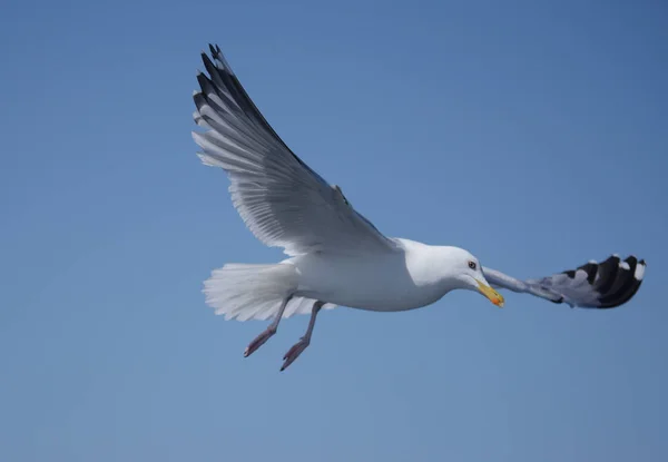 Летающая Морская Чайка Фоне Неба — стоковое фото