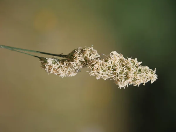 Ear Flourishing Grass Meadow Background — Stock Photo, Image