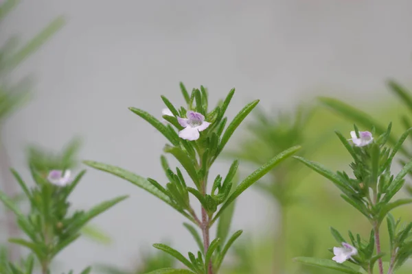 Чабрец Растение Цветами Белом Фоне Thymus Vulgaris — стоковое фото