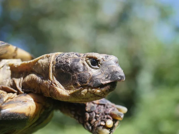 Gräsmark Sköldpadda Bush Bakgrund Testudo Horsfieldii — Stockfoto