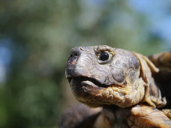 Gräsmark Sköldpadda Bush Bakgrund Testudo Horsfieldii — Stockfoto