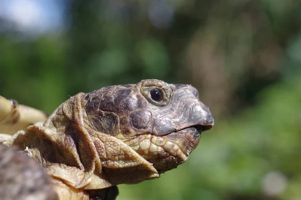 Louky Pastviny Želva Bush Pozadí Testudo Horsfieldii — Stock fotografie