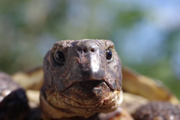 Gräsmark Sköldpadda Bush Bakgrund Testudo Horsfieldii — Stockfoto