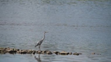 kuş heron Ardea herodias