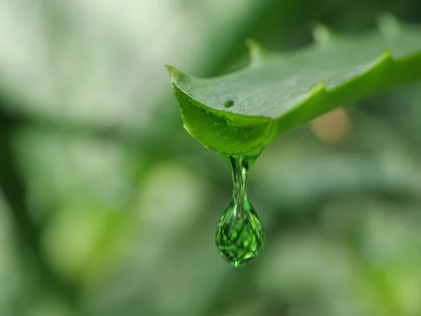 Aloe Leaf Dripping Clear Juice — Stock Photo, Image