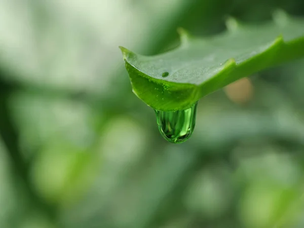 Aloe Leaf Dripping Clear Juice — Stock Photo, Image