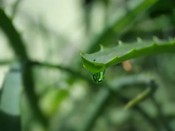 Aloe Φύλλα Στάζει Καθαρός Χυμός — Φωτογραφία Αρχείου