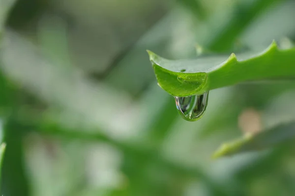 Aloe Leaf Dripping Clear Juice — Stock Photo, Image