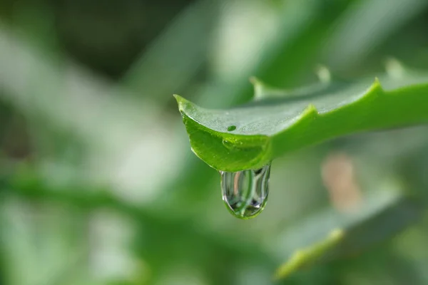 Aloe Leaf Dripping Clear Juice — Stock Photo, Image