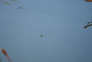 böcek Simms'in lacustris su