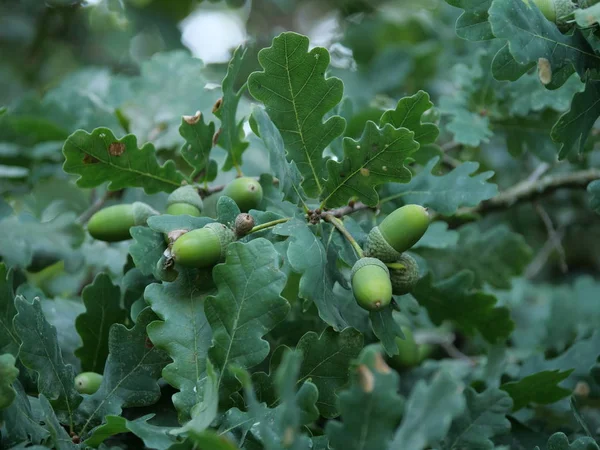 Oak Leaf Acorn — Stock Photo, Image