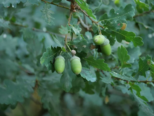 Feuille Chêne Glands — Photo