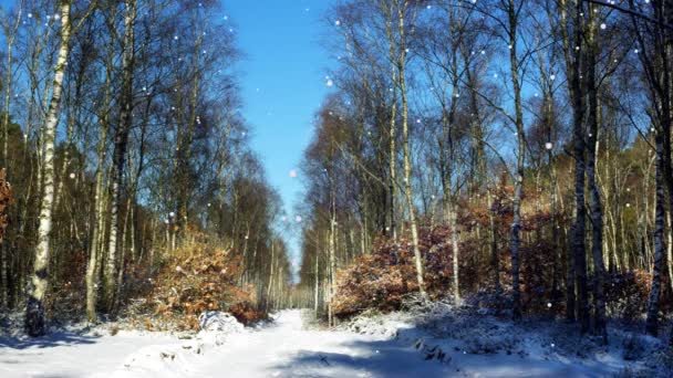 Copos Nieve Fondo Del Bosque — Vídeo de stock