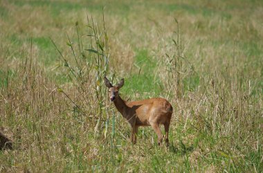 orman arka plan üzerinde vahşi karaca