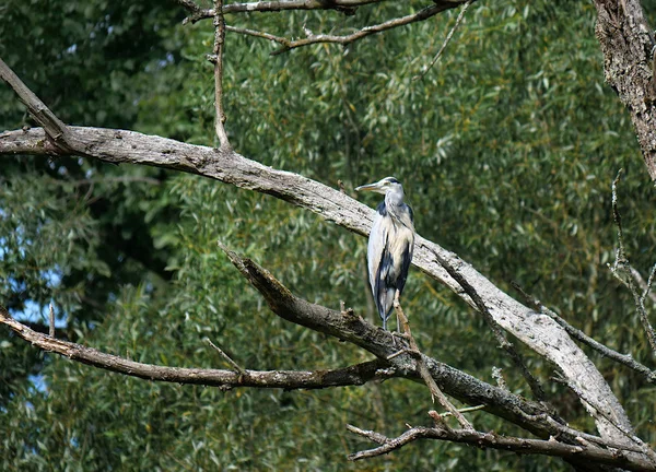 Garça Pássaro Ardea Herodias Fundo Floresta — Fotografia de Stock