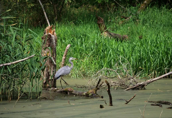 Héron Oiseau Ardea Herodias Sur Fond Forêt — Photo