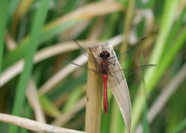 Insecte Roșu Dragon Zbura Fundal Stuf — Fotografie, imagine de stoc