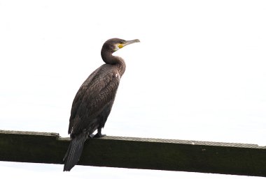 beyaz arkaplanda tahta bir tahta üzerinde karabatak