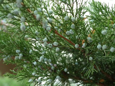 yeşil çilek ile mazı şube