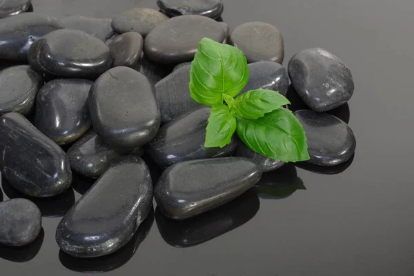 Zwarte Basalt Stenen Met Basilicum — Stockfoto