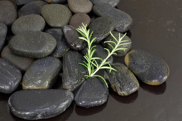 Black Basalt Stones Wit Rosemary — Stock Photo, Image