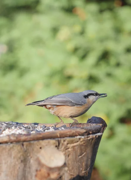 Nuthatch Φόντο Δάσους Sitta Europaea — Φωτογραφία Αρχείου