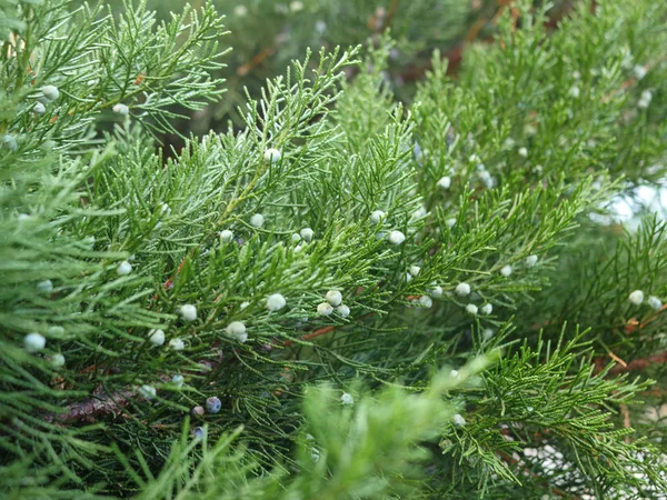 Thuja Κλαδί Πράσινα Μούρα — Φωτογραφία Αρχείου