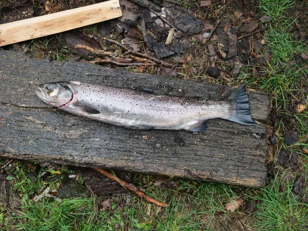 Grande Salmone Tavola Legno Fondo Erba — Foto Stock