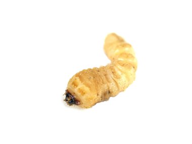 woodworm larva 