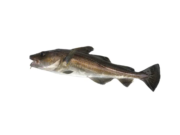 Duża ryba dorsza — Zdjęcie stockowe