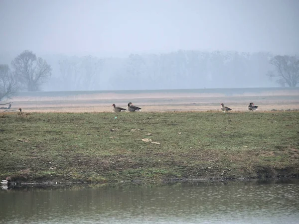 Geese on the bank of the river — Stock Photo, Image