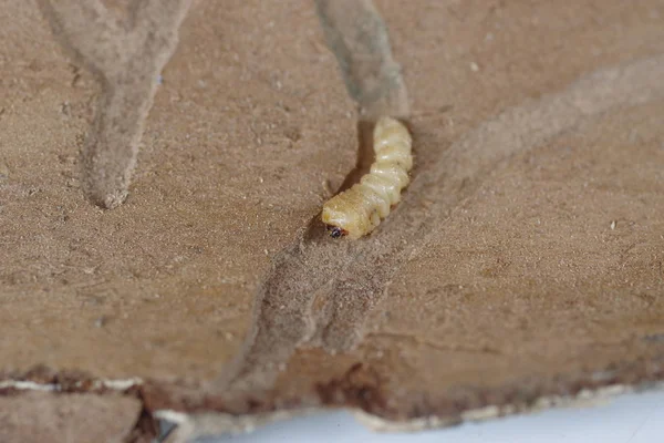 Larva of woodworm — Stock Photo, Image