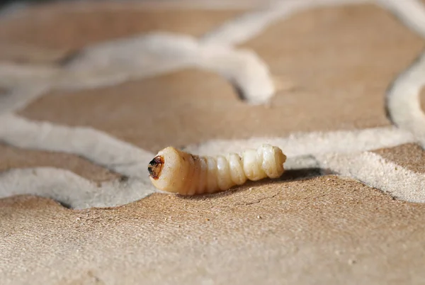 Larva of woodworm — Stock Photo, Image