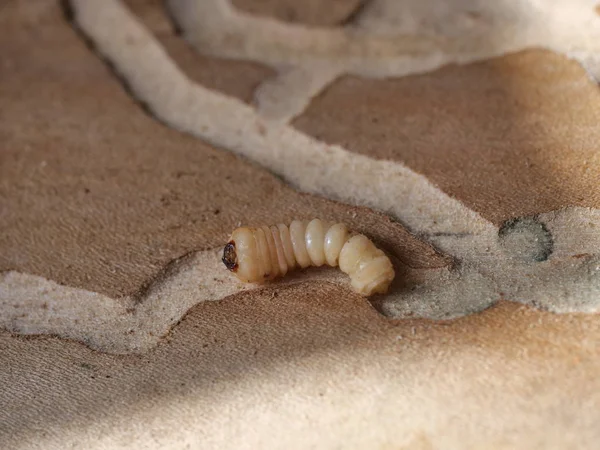 Larva of woodworm — Stock Photo, Image