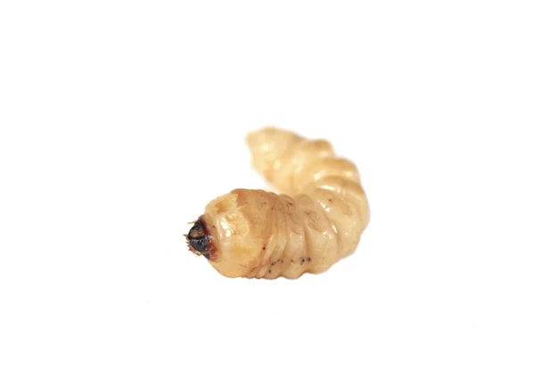 Larva of woodworm — Stock Photo, Image