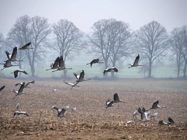 Fåglar Crane morgon på Forest bakgrund — Stockfoto