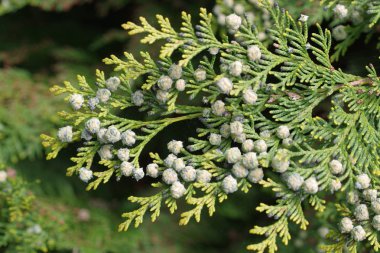  Küçücük külahlı thuja dalı
