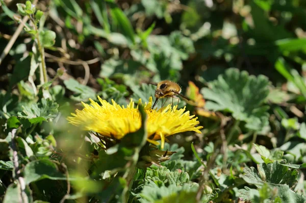 Mosca de voo inseto — Fotografia de Stock